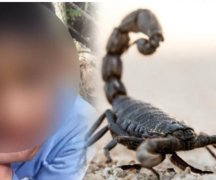 لسعة عقرب تنهي حياة طفلة بضواحي البروج