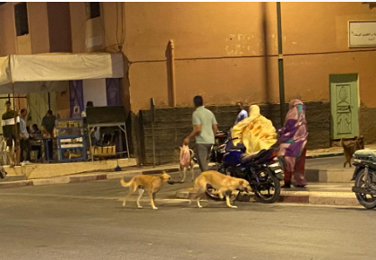 الكلاب الضالة تجوب شوارع أسا ، و المجلس الجماعي لآسا يكتفي بدور المتفرج !!