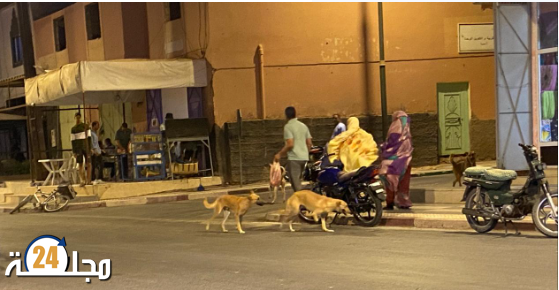 الكلاب الضالة تجوب شوارع أسا ، و المجلس الجماعي لآسا يكتفي بدور المتفرج !!