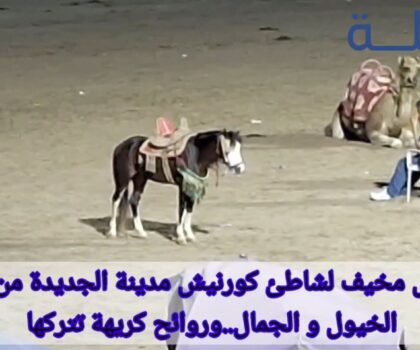 بالفيديو..السلطات المحلية بمدينة الجديدة عاجزة عن تحرير الملك الشاطئي من الحيوانات