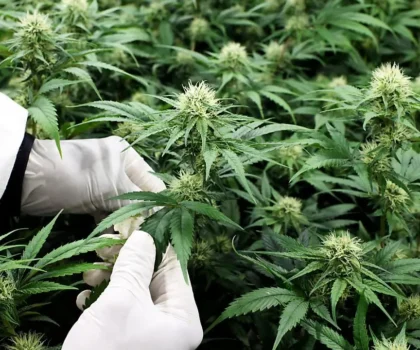 زراعة القنب الهندي .. العفو الملكي سيمكن من انخراط مكثف للمزارعين في مسار التقنين