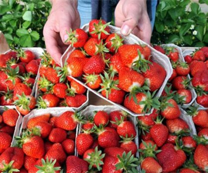 المغرب يحافظ على مكانته المتميزة في إنتاج الفراولة