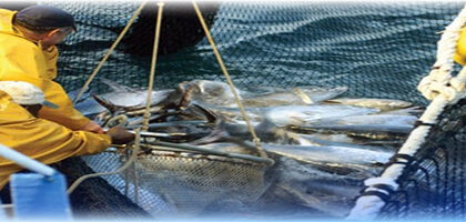 صيادون ينتشلون جثة متحللة علقت بشباك صيد السمك بالحسيمة