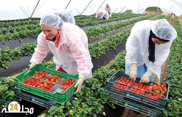 إسبانيا تعلن عن إطلاق عملية جديدة لاختيار عمالة موسمية من المغرب