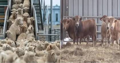 استيراد الأبقار والأغنام في المغرب يتجاوز 1.5 مليون رأس خلال عامين