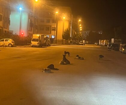 الكلاب الضالة في مدينة الرحمةأزمة تتطلب الحلول