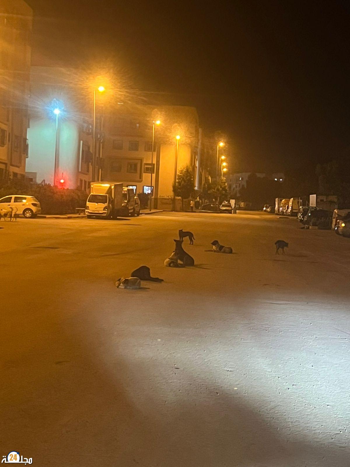 الكلاب الضالة في مدينة الرحمةأزمة تتطلب الحلول