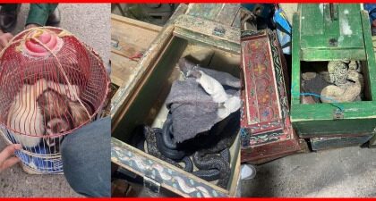 توقيف مشتبه بهم في حيازة حيوانات برية بشكل غير قانوني