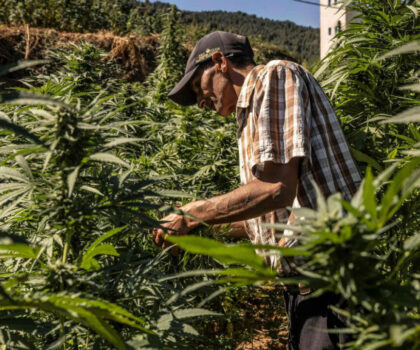 تقنين القنب الهندي..منح 3371 رخصة  خلال 2024