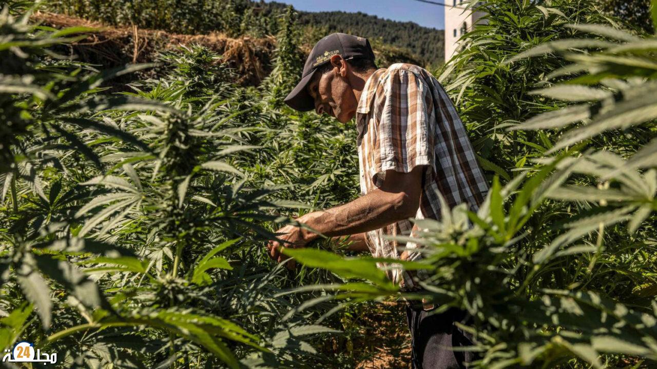 تقنين القنب الهندي..منح 3371 رخصة  خلال 2024