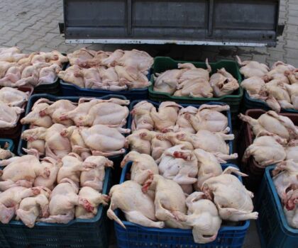 فاس: ضبط كمية من الدجاج الفاسد كانت في طريقها نحو الاستهلاك