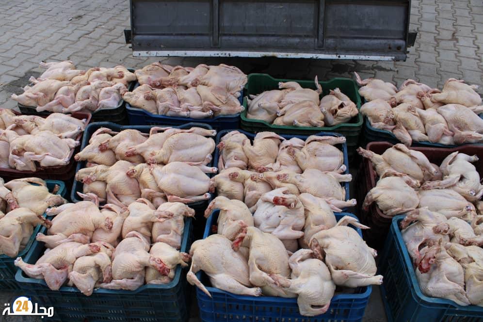 فاس: ضبط كمية من الدجاج الفاسد كانت في طريقها نحو الاستهلاك