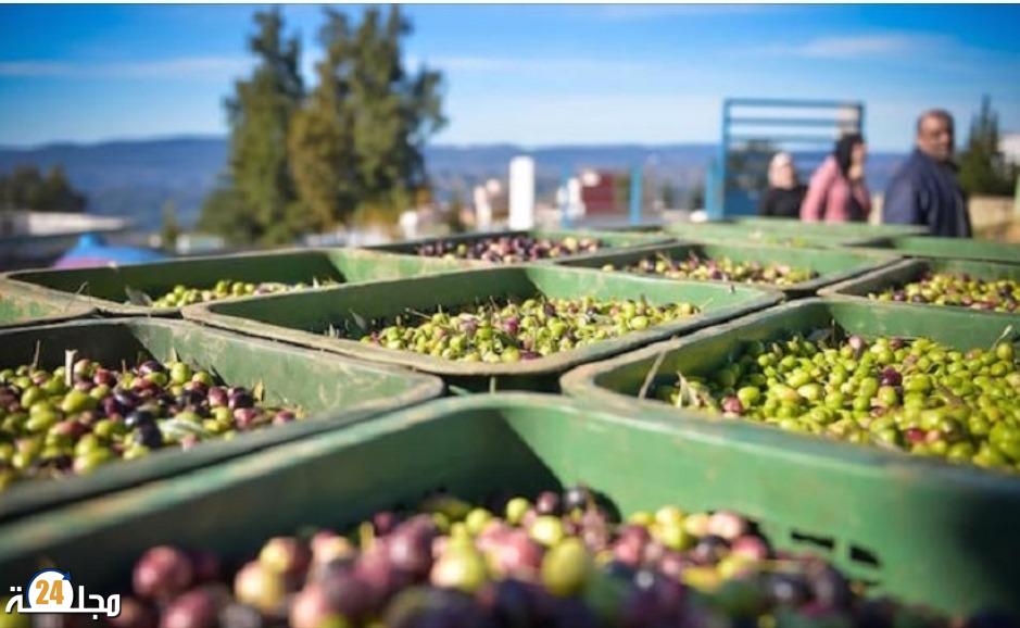 إنتاج الزيتون في المغرب يتراجع بشكل ملحوظ منذ 2021