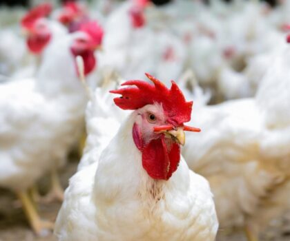 لهيب أسعار الدجاج بالمغرب: ندرة في الأسواق واتهامات بالاحتكار