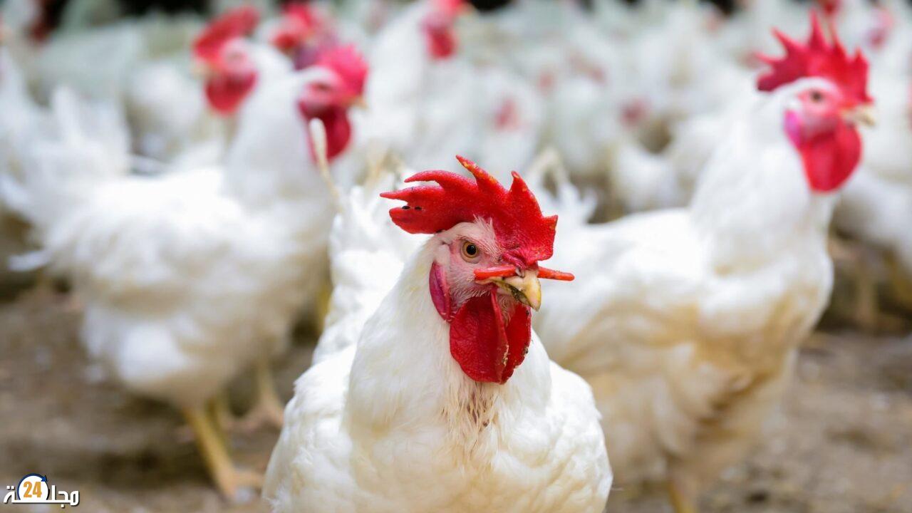 لهيب أسعار الدجاج بالمغرب: ندرة في الأسواق واتهامات بالاحتكار