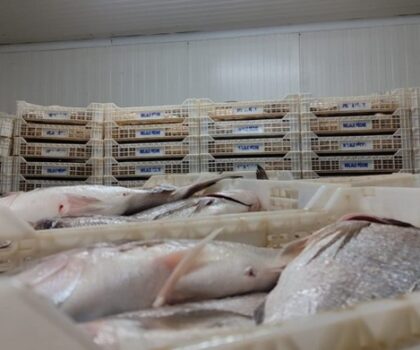 ضبط 11 طنا من السمك المهرب بوحدة صناعية بالداخلة