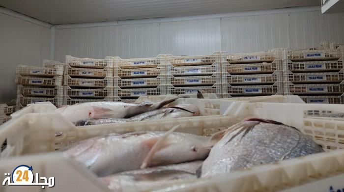 ضبط 11 طنا من السمك المهرب بوحدة صناعية بالداخلة