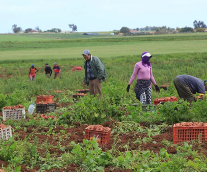 البطالة في العالم القروي.. برنامج حكومي يرى النور قريبا لتوفير فرص الشغل