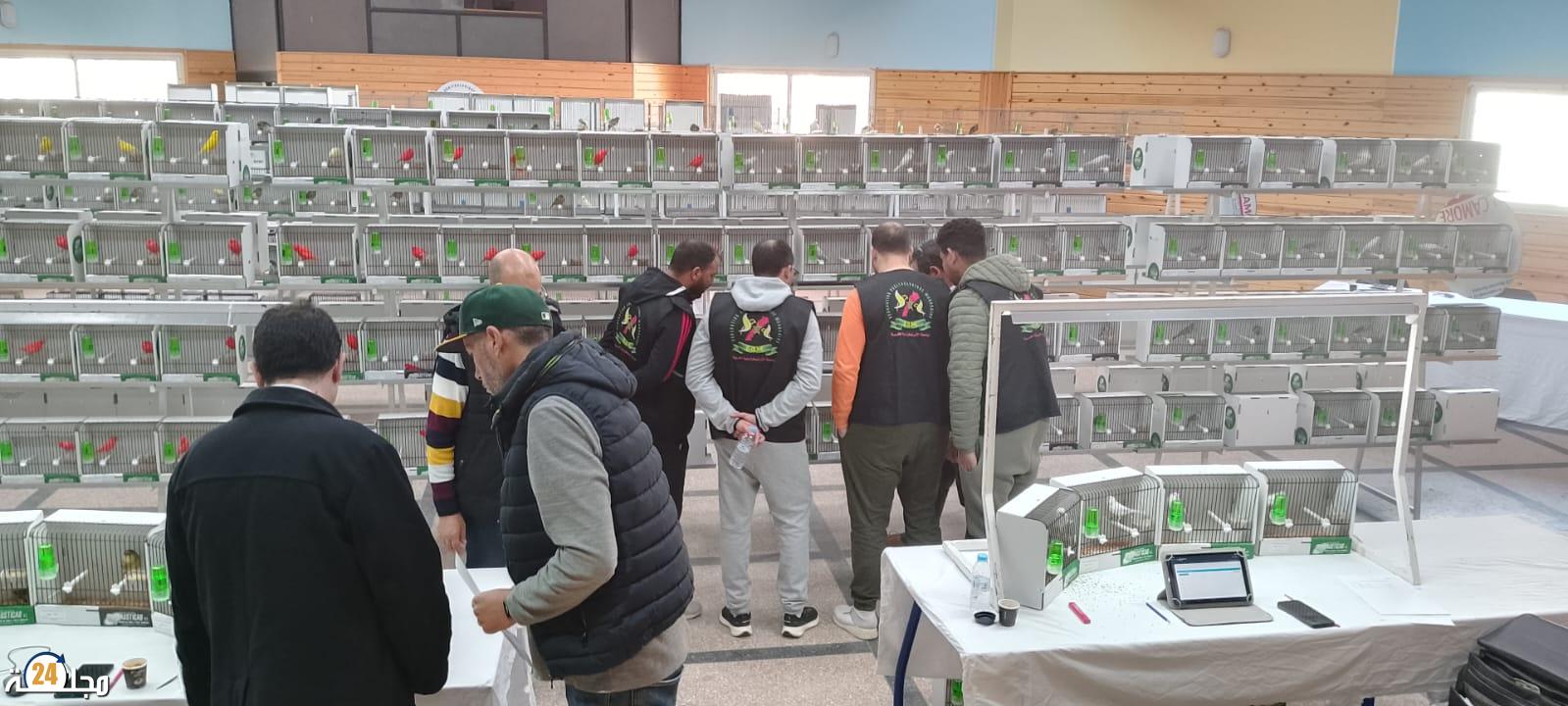 انطلاق البطولة الوطنية الثالثة لطيور الأقفاص بمدينة تمارة