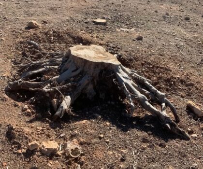 الجديدة…قطع الأشجار لغابة بولعوان يثير مخاوف الساكنة و السلطات مطالبة بالتدخل