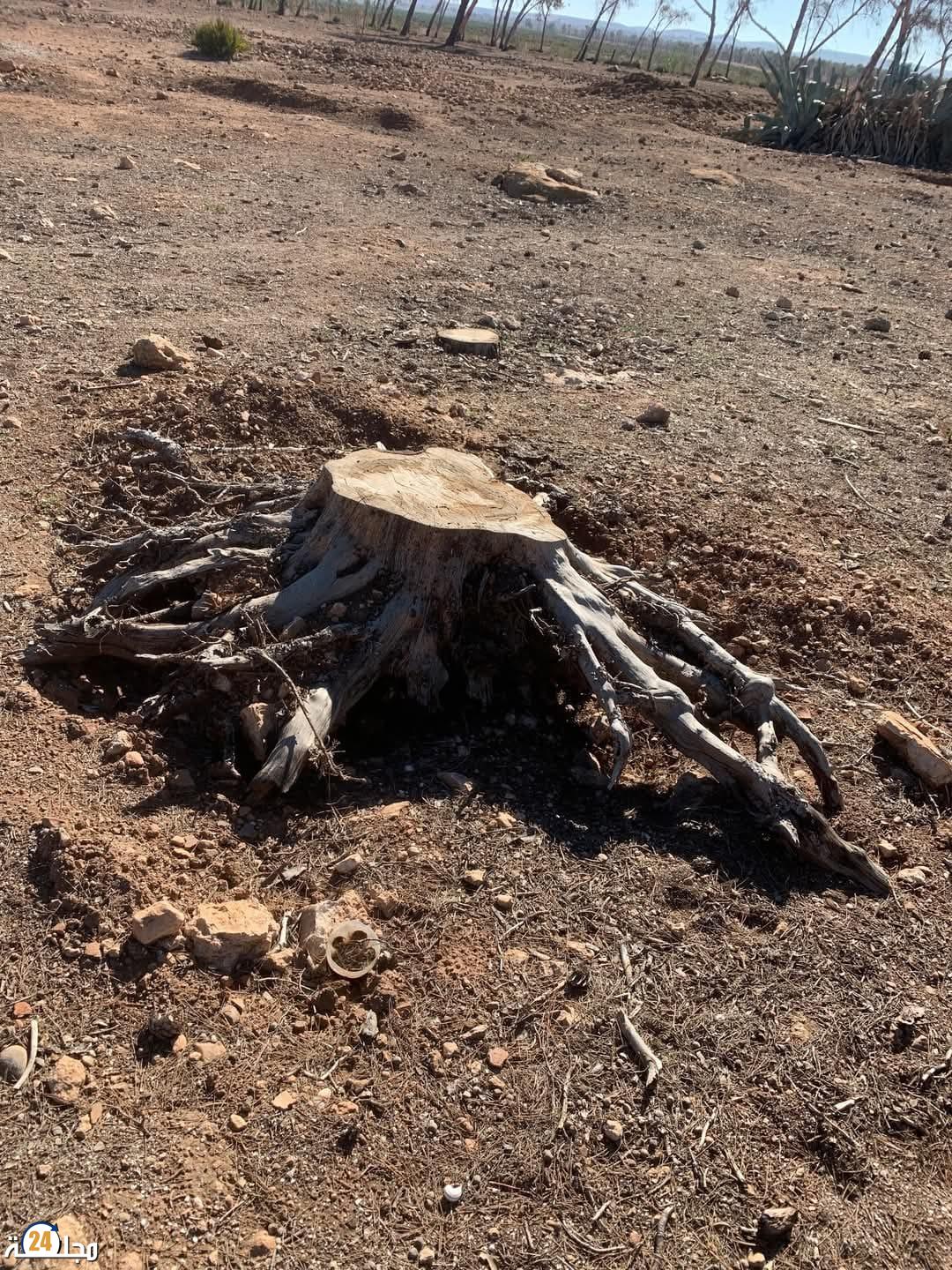 الجديدة…قطع الأشجار لغابة بولعوان يثير مخاوف الساكنة و السلطات مطالبة بالتدخل