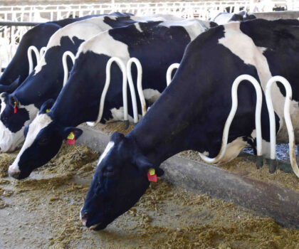 واردات المغرب من الحيوانات الحية تصل إلى 4.8 مليار درهم