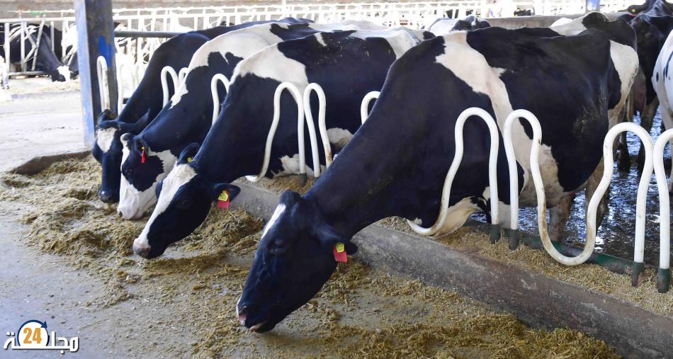 واردات المغرب من الحيوانات الحية تصل إلى 4.8 مليار درهم