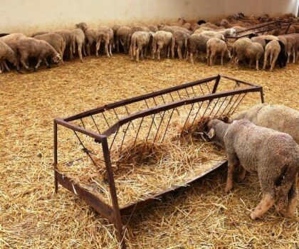 بسبب الجفاف.. تراجع خطير للقطيع يفتح الباب مجددا أمام عملية الاستيراد