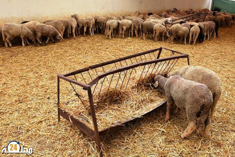 بسبب الجفاف.. تراجع خطير للقطيع يفتح الباب مجددا أمام عملية الاستيراد