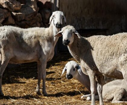 المغرب يتجه نحو استراليا لاستيراد 100 ألف رأس من الأغنام لتعويض النقص بسبب الجفاف