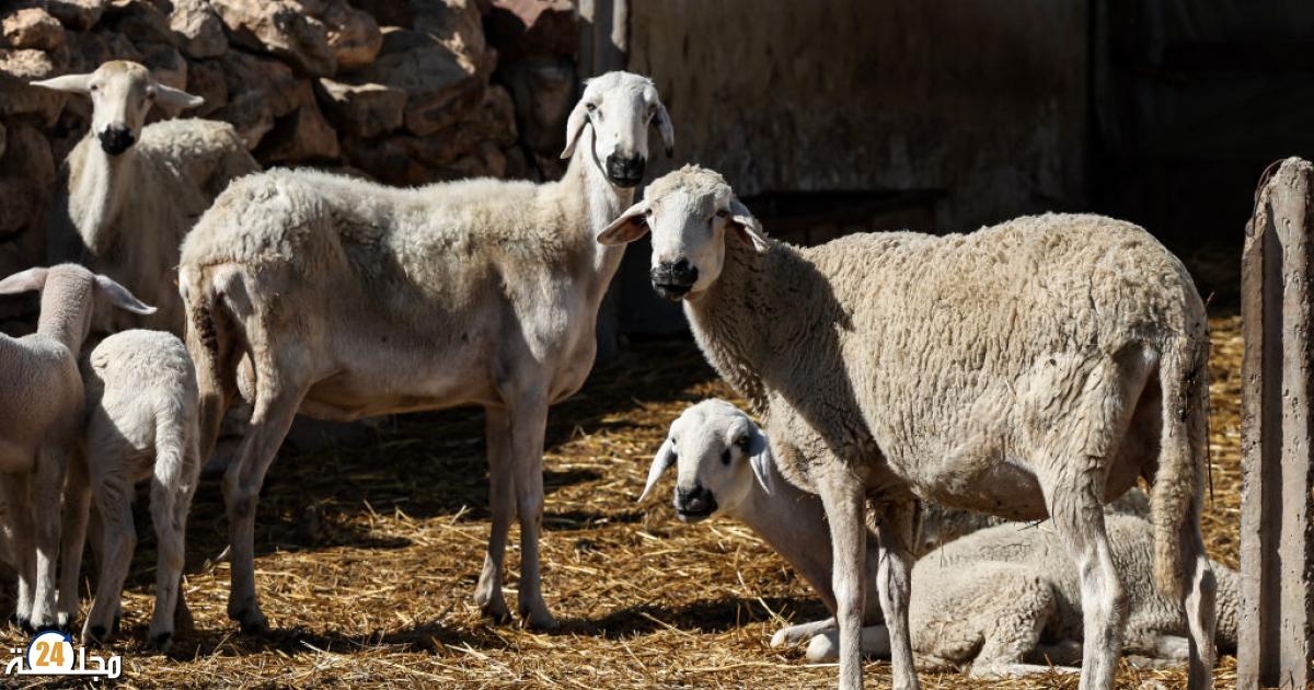 المغرب يتجه نحو استراليا لاستيراد 100 ألف رأس من الأغنام لتعويض النقص بسبب الجفاف