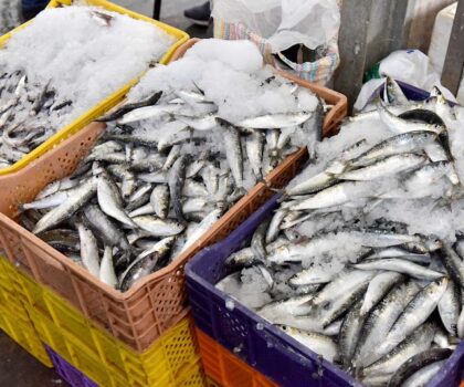 السردين.. الراحة البيلوجية تنتهي منتصف الشهر الجاري والمنتوج سيكون متوفرا في رمضان