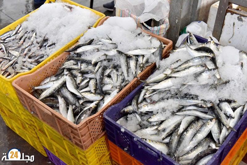 السردين.. الراحة البيلوجية تنتهي منتصف الشهر الجاري والمنتوج سيكون متوفرا في رمضان