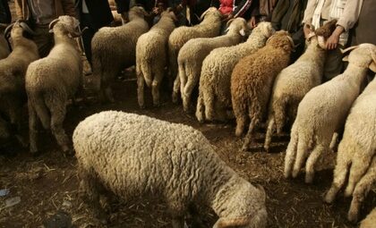 إشاعة إلغاء عيد الأضحى تخفض أسعار الأغنام