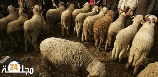 إشاعة إلغاء عيد الأضحى تخفض أسعار الأغنام