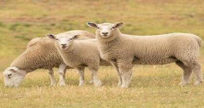 المغرب يستعد لاستيراد 100 ألف رأس من الأغنام الأسترالية سنويا