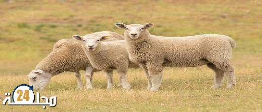 المغرب يستعد لاستيراد 100 ألف رأس من الأغنام الأسترالية سنويا
