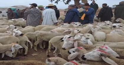 انخفاض كبير في أسعار الأغنام بعد قرار إلغاء شعيرة ذبح الأضحية