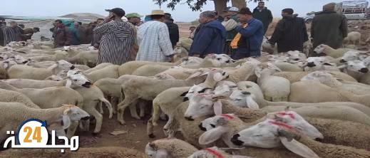 انخفاض كبير في أسعار الأغنام بعد قرار إلغاء شعيرة ذبح الأضحية