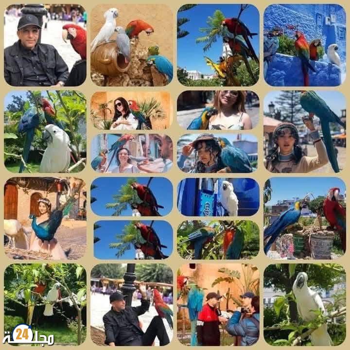 حجز ببغاوات بشفشاون يثير الجدل والوكالة الوطنية للمياه والغابات توضح