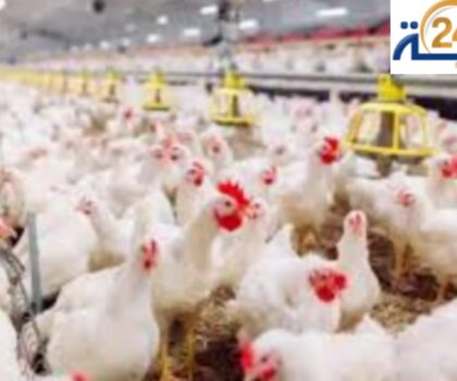 احتكار المفاقس يشعل أسعار الدواجن في المغرب: المربون يخسرون والمستهلك يدفع الثمن”