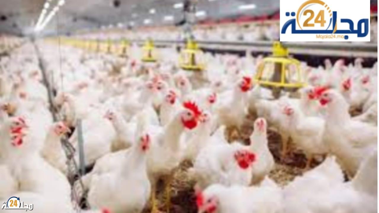 احتكار المفاقس يشعل أسعار الدواجن في المغرب: المربون يخسرون والمستهلك يدفع الثمن”