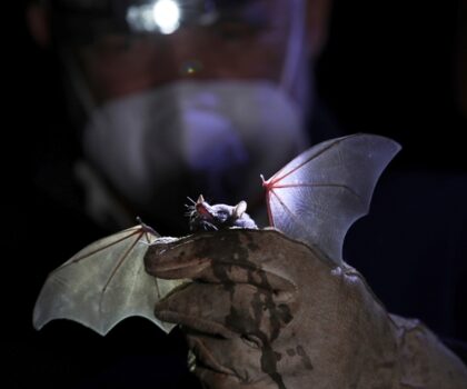 اكتشاف فيروس تاجي جديد لدى الخفافيش في الصين