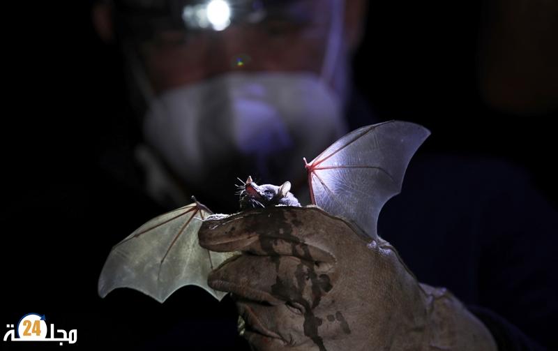 اكتشاف فيروس تاجي جديد لدى الخفافيش في الصين