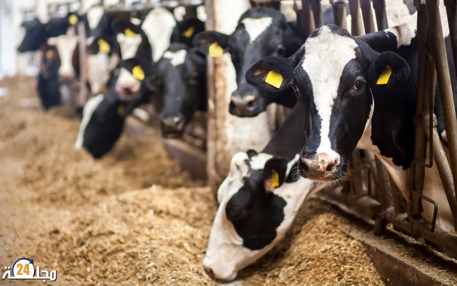 المغرب يعزز تعاونه الفلاحي مع روسيا عبر استيراد الأعلاف