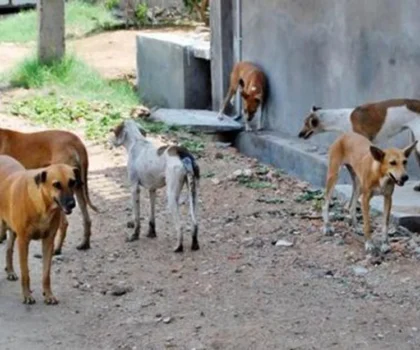 الجديدة…كلاب ضالة ترسل شابا إلى المستعجلات والمواطنون يستغيثون من ضعف الخدمات الصحية