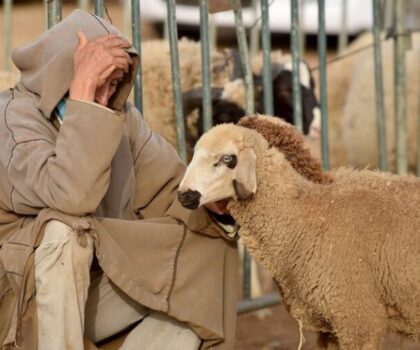 خبير: إلغاء شعيرة أضحية العيد حماية للقدرة الشرائية للمواطنين