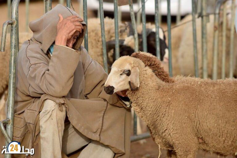 خبير: إلغاء شعيرة أضحية العيد حماية للقدرة الشرائية للمواطنين