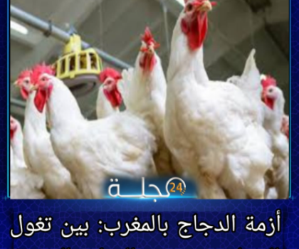 _أزمة الدجاج بالمغرب: بين تغوّل السماسرة وعجز الوزارة الوصية