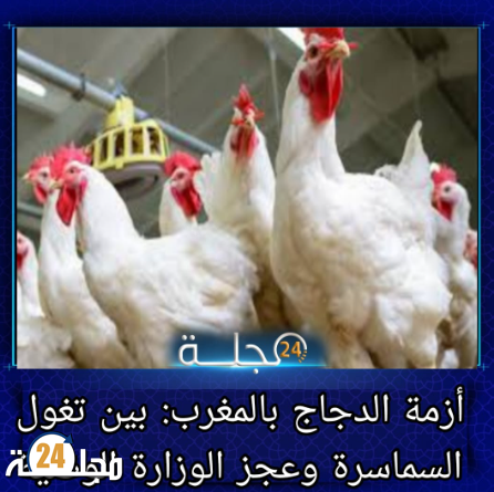_أزمة الدجاج بالمغرب: بين تغوّل السماسرة وعجز الوزارة الوصية